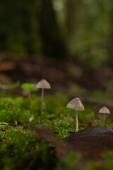 mushroom in the forest