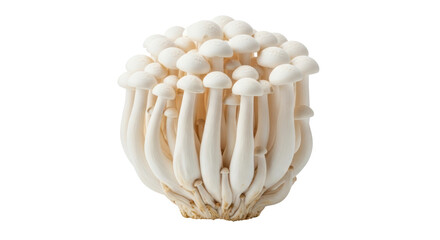 Isolated White Beech Mushrooms