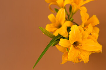 Obraz premium Mocha Mousse background with yellow lily bouquet