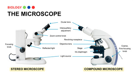 Microscope Types and Parts Diagram: Stereo vs. Compound Microscopes for Biology Education
