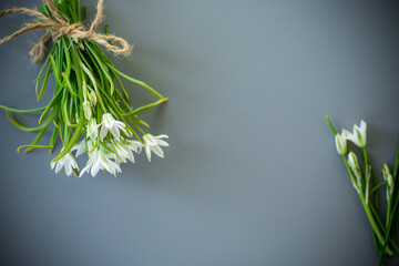 Spring primroses on a pastel surface