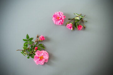 Obraz premium Rose flowers on a smooth pastel surface