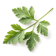 A single dried chervil leaf, delicate and mild, often used in French cuisine, salads