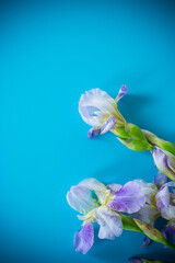 Obraz premium Fresh cut irises with bright greenery on a blue background