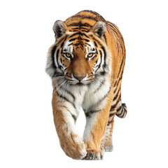 Fototapeta premium Tiger walking, focused gaze