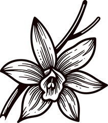 Detailed hand drawn vanilla orchid flower illustration with botanical elements in black and white vintage