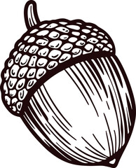 Hand drawn acorn illustration isolated on white background vintage engraved oak seed nut botanical sketch