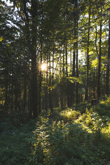 Fototapeta premium Sunset over forest and valley in Jeseniky mountains, Czech Republic. Harmony between nature and people.