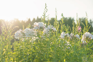 Beautiful wildflowers in a sunlit meadow, showcasing delicate blooms surrounded by lush green...