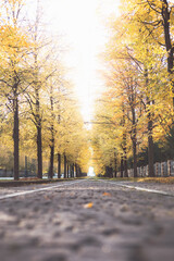 Trams trail a tree lined avenue ablaze with autumn hues in Prague, blending historic charm with...