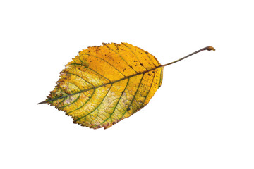 Fall Season Leaf Illustration Isolated on White or Transparent Background PNG