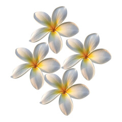 Naklejka premium Four white plumeria flowers with yellow centers isolated on transparent background