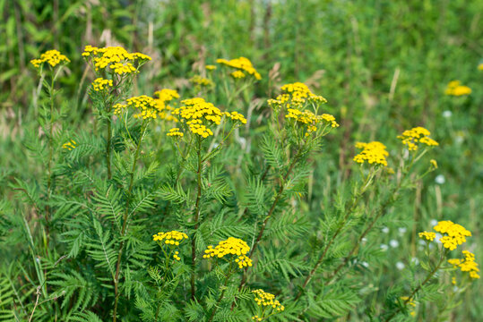 common tansy, Tanacetum vulgare, yellow flowers closeup selective focus