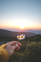 A person holding a single white flower in their hand