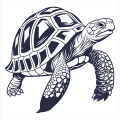 Fototapeta premium Tortoise Vector 