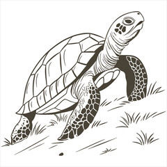 Tortoise Vector 