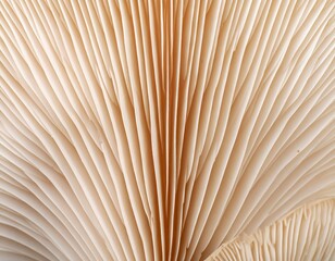 Close-up of a mushroom's gills