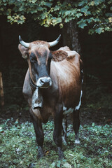 Close-up of a cow with horns and a bell in a forest
