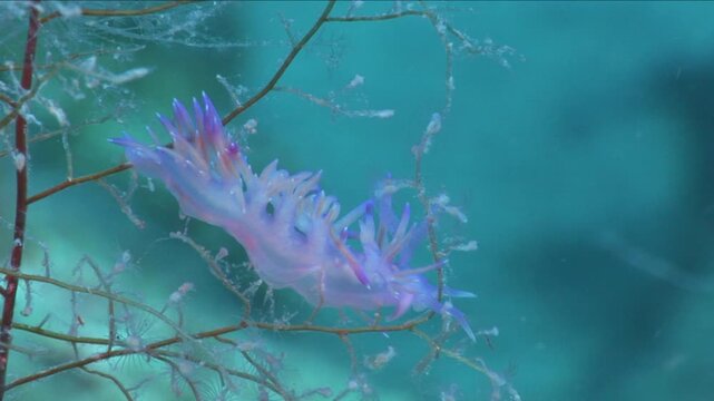 flabellina nudi branch underwater nudy