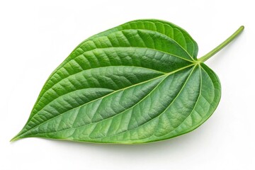 green betel leaf isolated on White Background