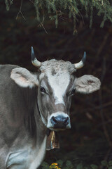 Close-up of a cow with horns and a bell in a forest