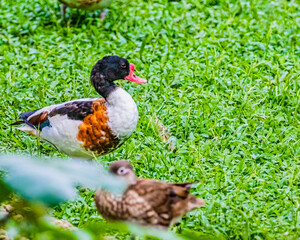 Common Shelduck