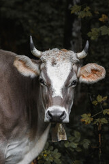 Close-up of a cow with horns and a bell in a forest