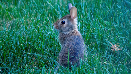 A wild bunny is sitting on the grassland