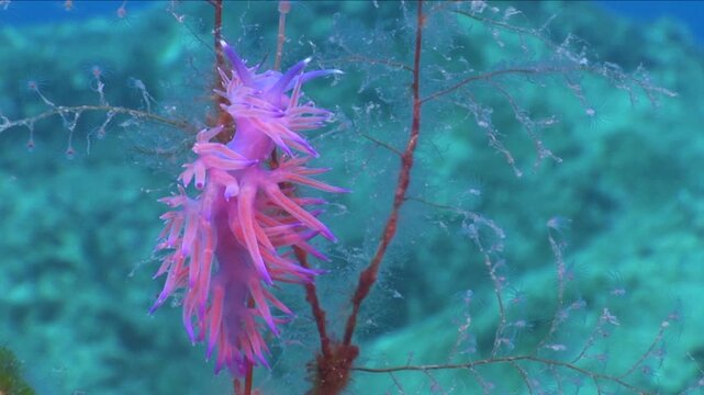 flabellina nudi branch underwater nudy