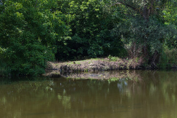 Jihlava River near the Dolni Kounice quarry. Trees along the river