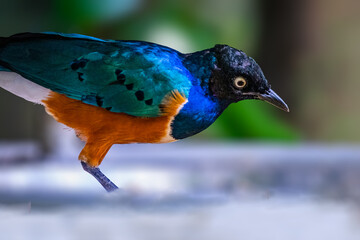 A Superb Starling