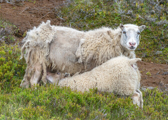 An Icelandic mother sheep with a rough wool coat nursing her baby lamb in a meadow in Iceland. 