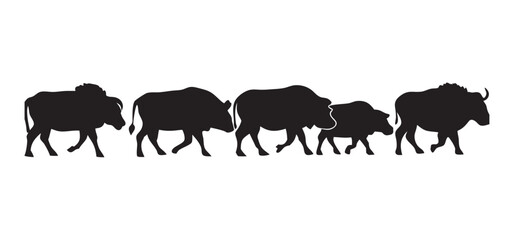 Buffalo Herd Walking Across Open Plains