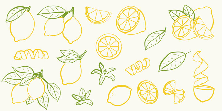 Hand drawn lemon illustrations. Whole lemons, lemon slices, zest spirals, citrus blossoms, and green leaves. Vector lemon in doodle style for summer design, recipe cards, kitchen print and packaging.