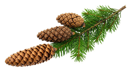 Isolated Fir Cones