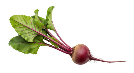 Isolated Fresh Beetroot with Leaves