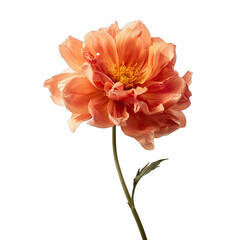 Single peachy-orange flower, detailed close-up