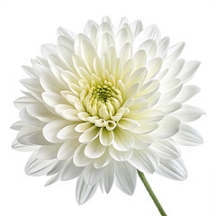 Fototapeta premium A pristine white chrysanthemum, isolated on transparent background, reveals its intricate layers of delicate petals in a captivating floral portrait