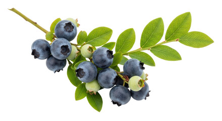 Isolated Branch of blueberries with green leaves