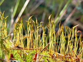 Obraz premium Close-up of moss sporophytes growing upright from a green moss bed in the forest. The slender stalks with capsules are highlighted by natural sunlight.