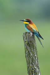 adult european bee-eater (merops apiaster) perching on a fence post, found in Fehér in Hungary