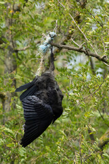 juvenile rook (corvus frugilegus) hanging dead entrapped by binding wine from agriculture