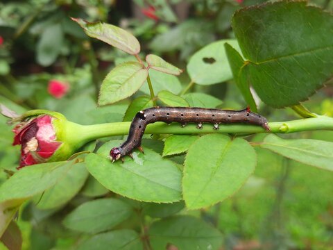 Achaea janata. Its commen name&nbsp;castor semi looper&nbsp;And croton caterpillar. This is an&nbsp;erebid&nbsp;moth, the&nbsp;caterpillars&nbsp;of which are termed semi-loopers due to their mode of locomotion.
