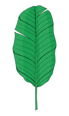 Tropical green banana palm leaf in doodle style. Hand drawn by inks vector isolated element for design.