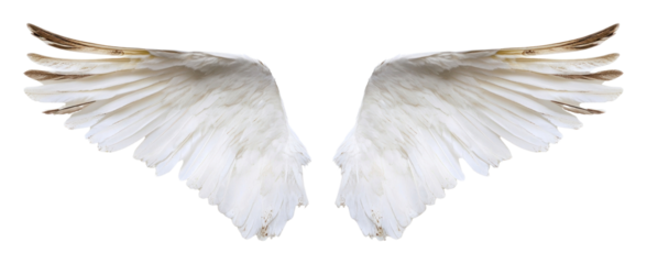 PNG White feather Wings feathers wings white feathers.