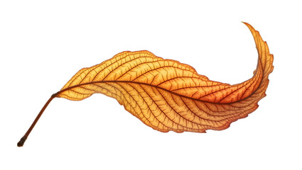Realistic autumn leaf isolated on transparent background.
