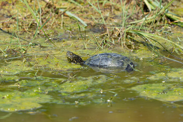Obraz premium Two european pond turtle (emys orbicularis) found in a small pond in Kiskunsag National Park in Hungary