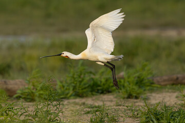 adult eurasian spoonbill (platalea leucorodia) going to start from ground, found in Hortobagy National Park in Hungary