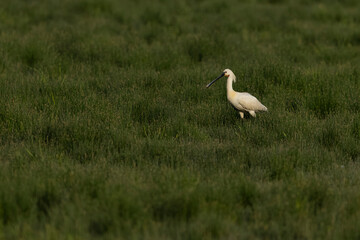 adult eurasian spoonbill (platalea leucorodia) standing on the ground, found in Hortobagy National Park in Hungary