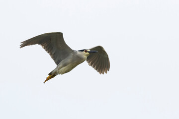 adult black-crowned night heron (nycticorax nycticorax) in flight, found in Fehér in Hungary